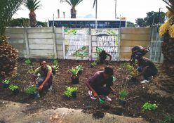Community garden in the heart of Cape Town