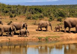 Family-Friendly Kruger National Park Spots