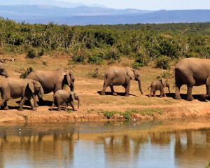 Read more about the article Family-Friendly Kruger National Park Spots