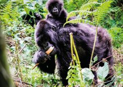The Primates Of Rwanda