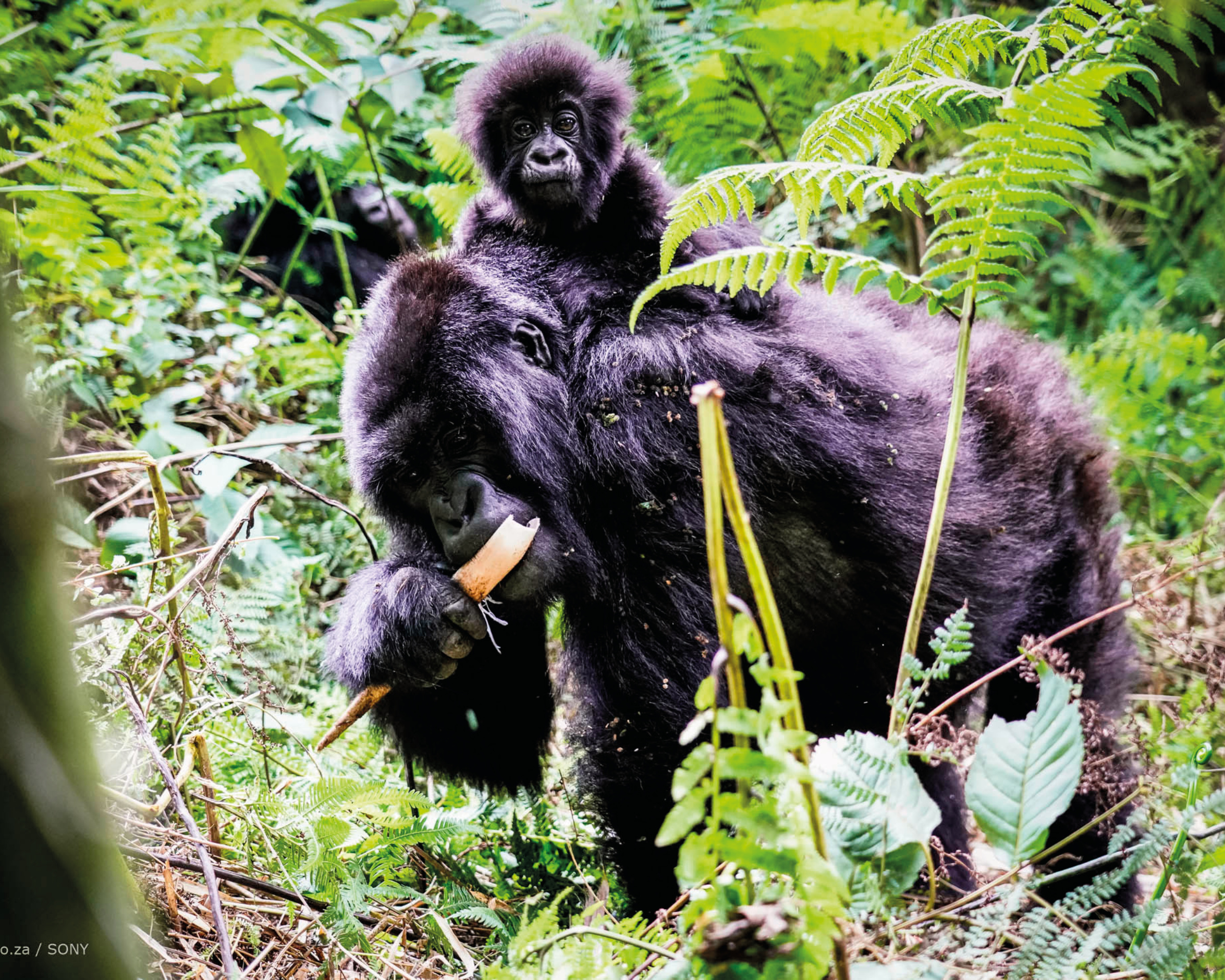 You are currently viewing The Primates Of Rwanda