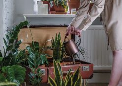 The Benefits Of Indoor Plants