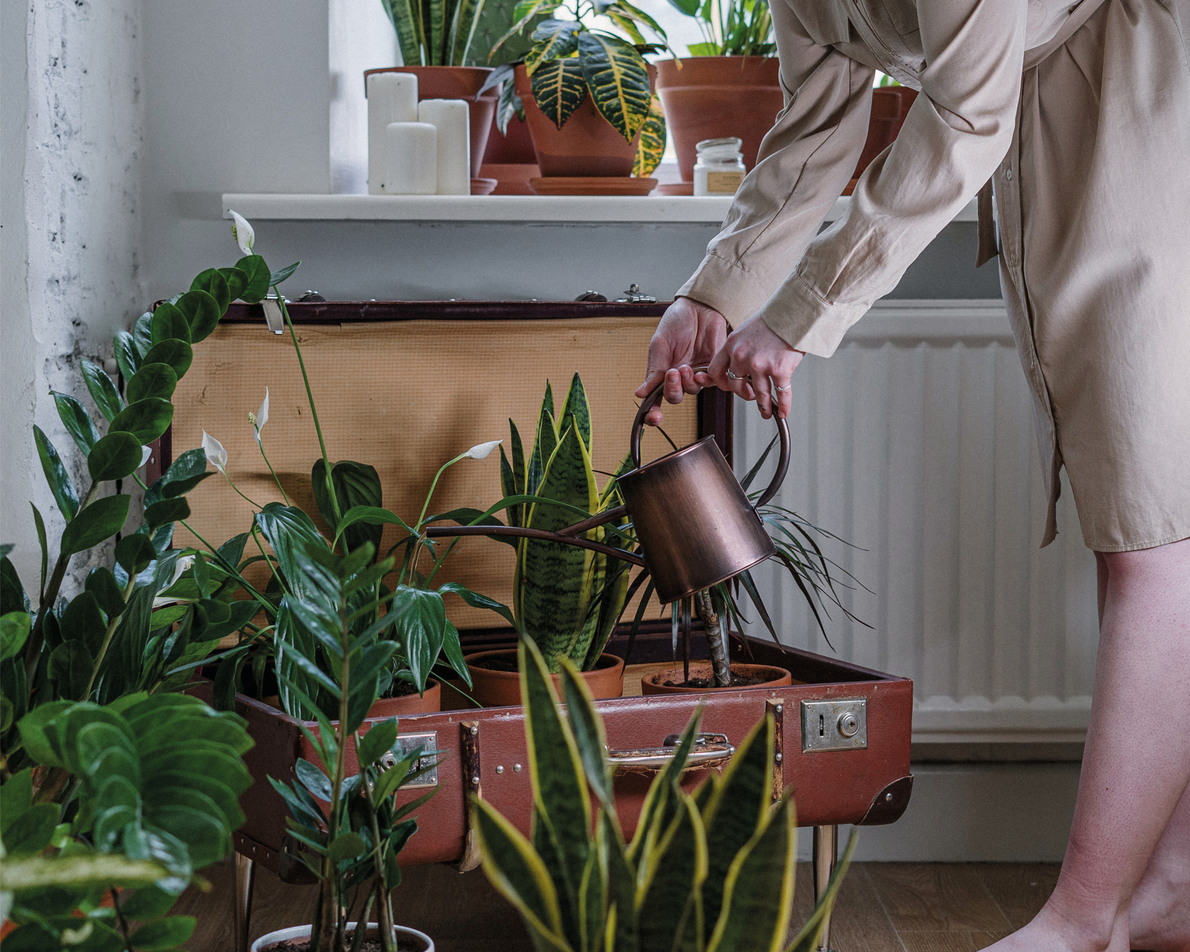 You are currently viewing The Benefits Of Indoor Plants