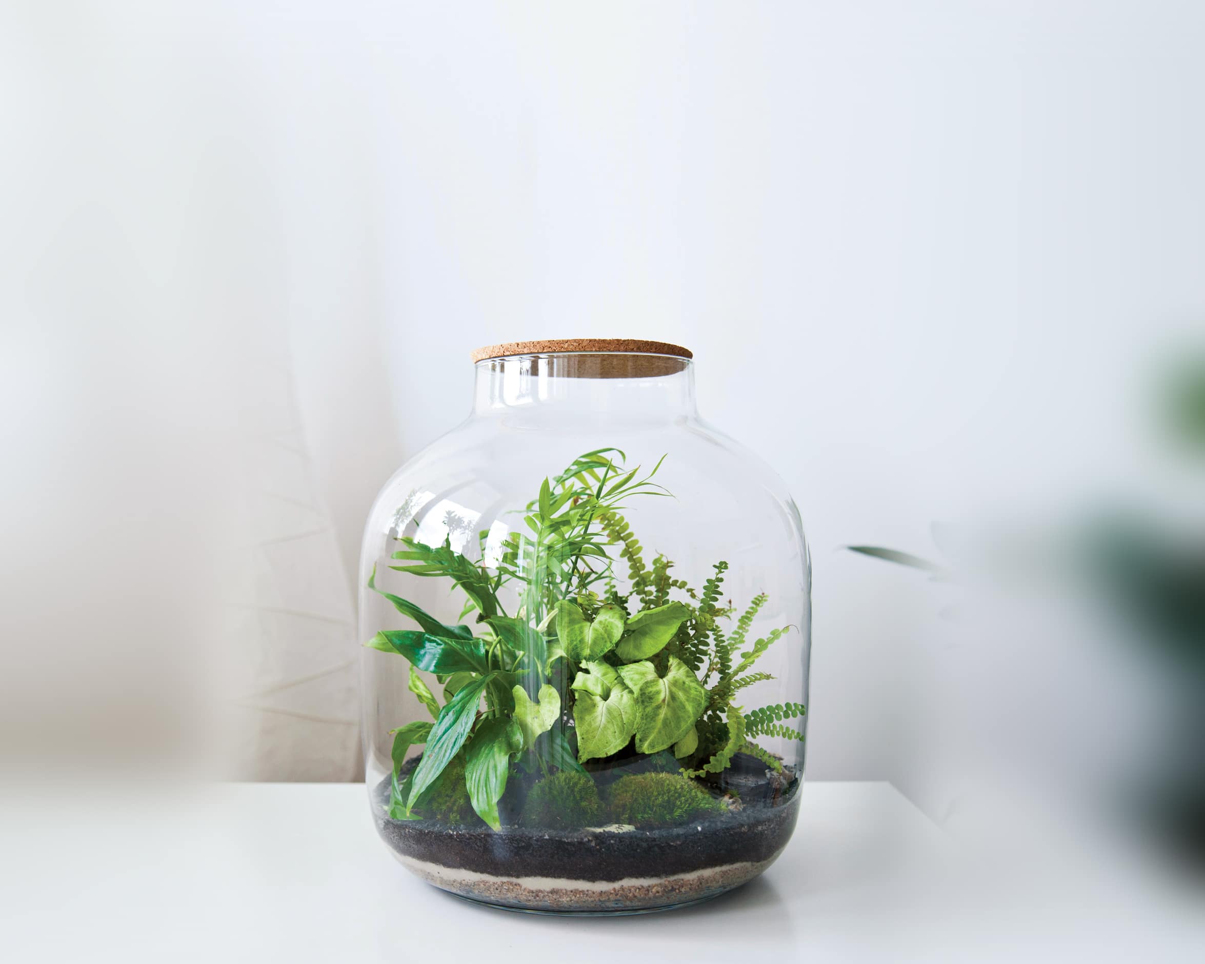 You are currently viewing How To Build Your Own Terrarium