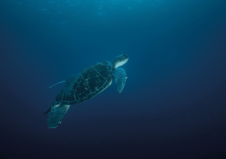 How smart tech is aiding turtle conservation