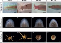 Effects of plastic pollution on the embryos of ocean animals