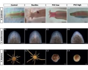 Read more about the article Effects of plastic pollution on the embryos of ocean animals