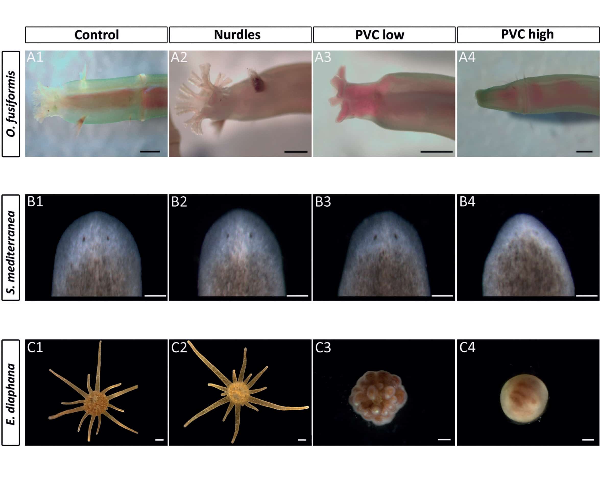 You are currently viewing Effects of plastic pollution on the embryos of ocean animals