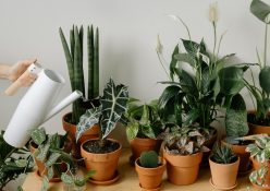 3 ways your houseplants can survive your holiday away