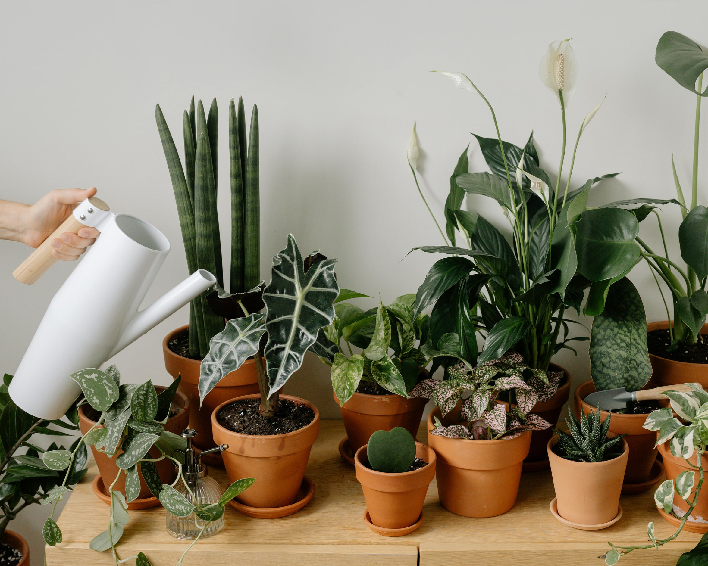 You are currently viewing 3 ways your houseplants can survive your holiday away