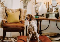 How to pets can take centre stage in your home 