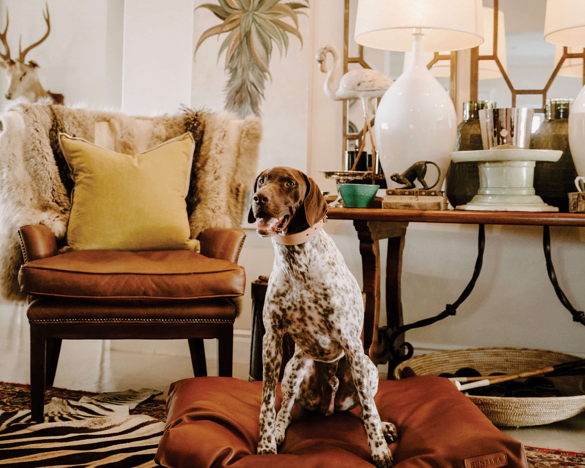You are currently viewing How to pets can take centre stage in your home 