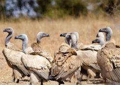 5 Fascinating facts about the Cape Vulture 