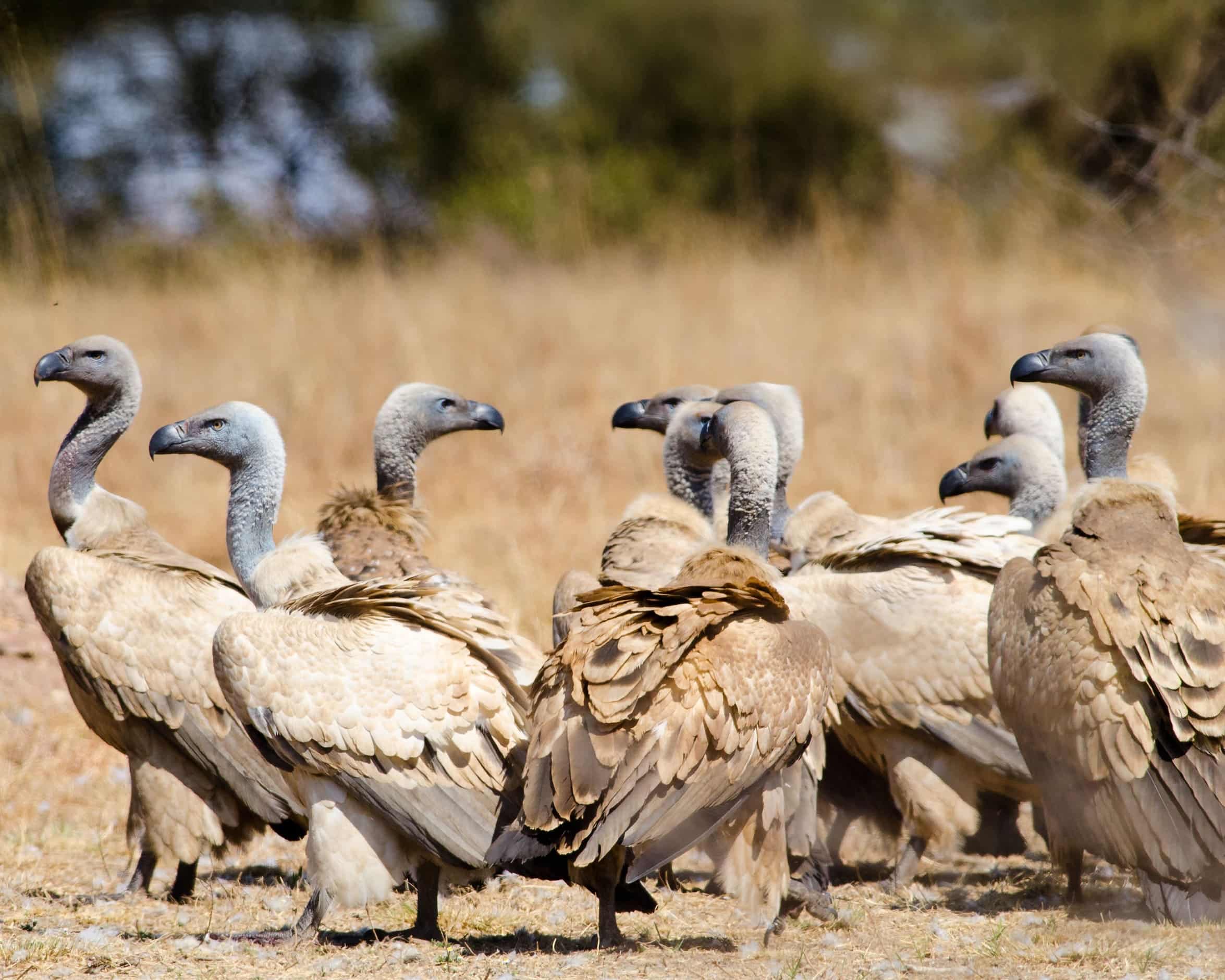 You are currently viewing 5 Fascinating facts about the Cape Vulture 