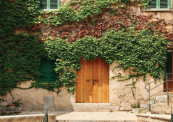 How to let these vines thrive in your outdoor space 