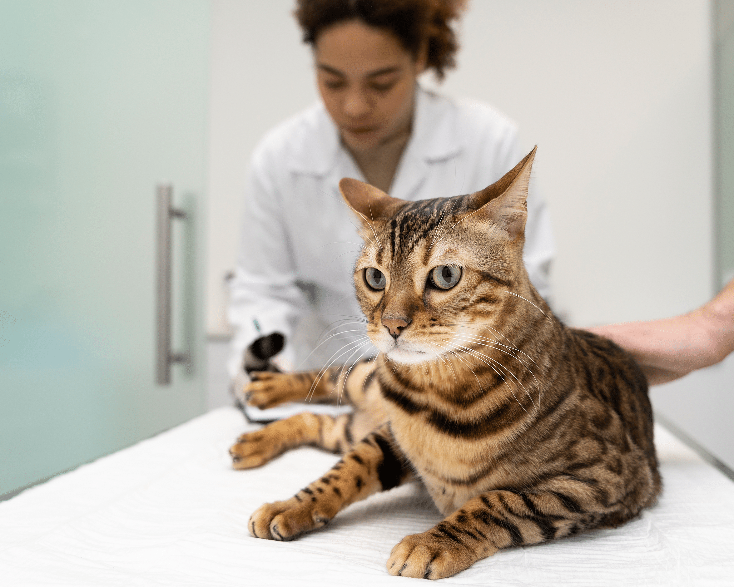 You are currently viewing 6 Cat health problems every owner should know about